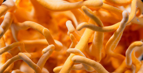 Cordyceps – for more pep in your step!