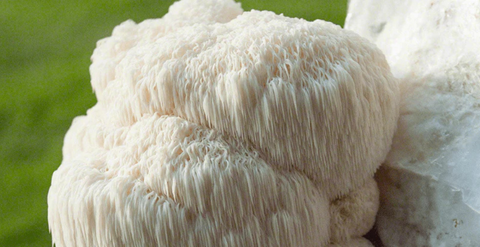 Food for thought: Lion’s Mane and your Brain