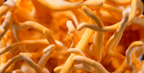 Cordyceps – for more pep in your step!