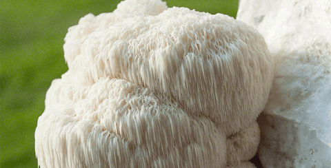 Food for thought: Lion’s Mane and your Brain