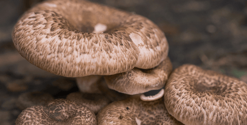 Mushroom magic – which ‘shroom is right for you?