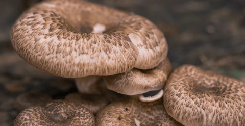 Mushroom magic – which ‘shroom is right for you?