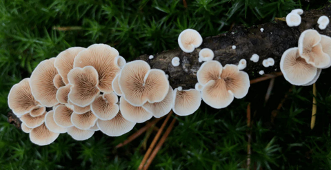 Mushrooms – the ‘must have’ superfood