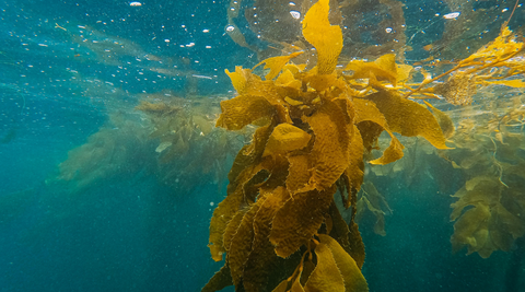 Algae Oil