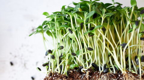 Broccoli Sprouts
