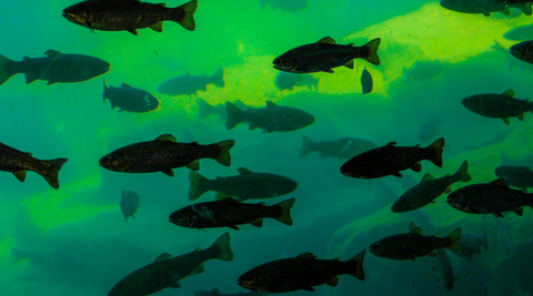 Cod Liver Oil