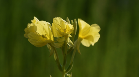 Evening Primrose Oil