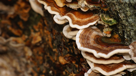 Mushrooms