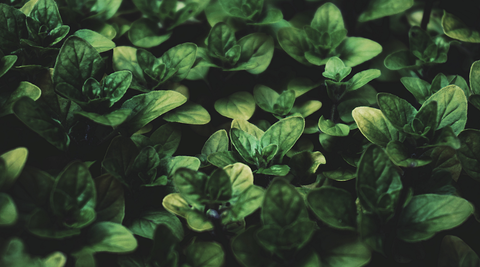 Other Herbs & Homeopathy