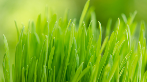 Wheatgrass