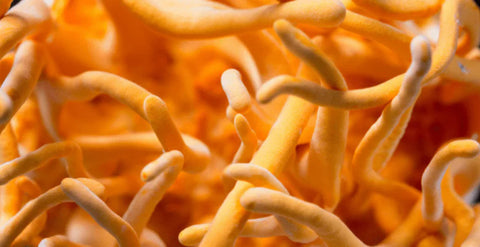 Cordyceps – for more pep in your step!