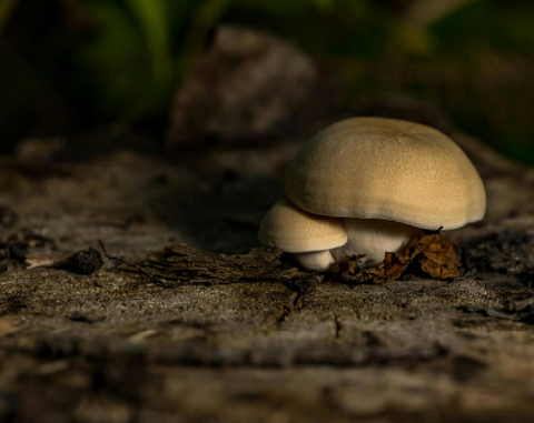 Find out which 'shroom is right for you