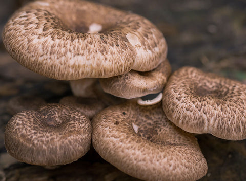 Find out which 'shroom is right for you